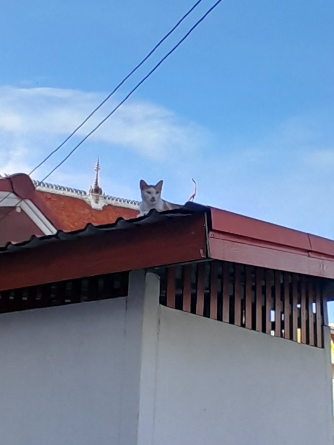 Roof